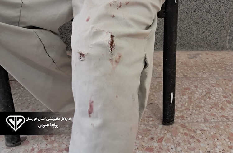 مصدومیت تکنسین دامپزشکی اهواز بر اثر حمله سگ‌های نگهبان حین واکسیناسیون دام‌ها 